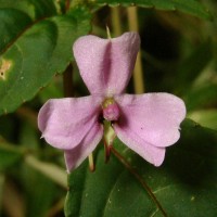 Impatiens leptopoda Arn.